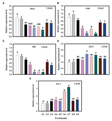 The Amino Acid-Mediated TOR Pathway Regulates Reproductive Potential and Population Growth in Cyrtorhinus lividipennis Reuter (Hemiptera: Miridae)